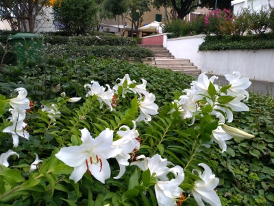 Lilium candidum